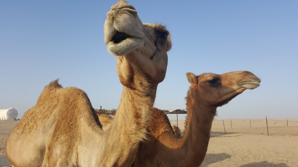 Camel Ride Safari Dubai – close-up of two dromedary camels at a desert camp under a clear blue sky.