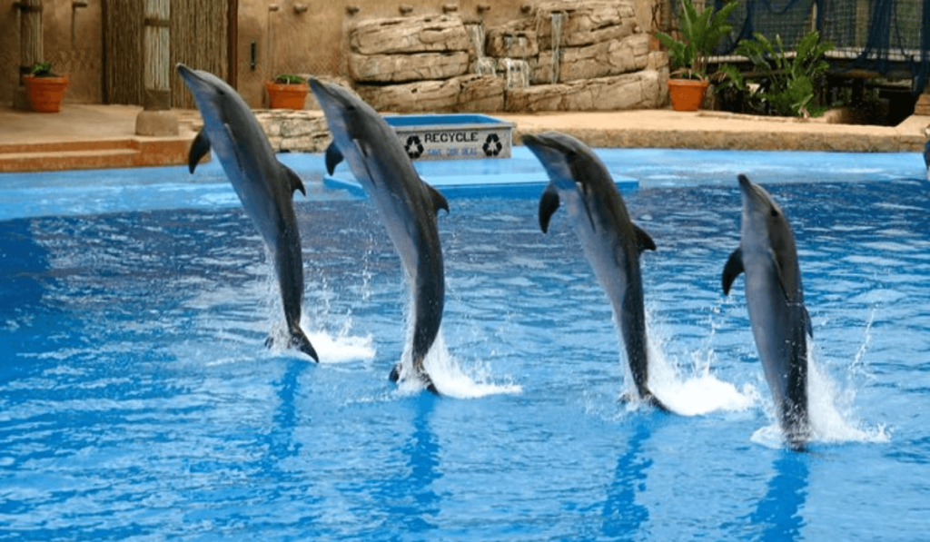 Dolphin Show in Dubai