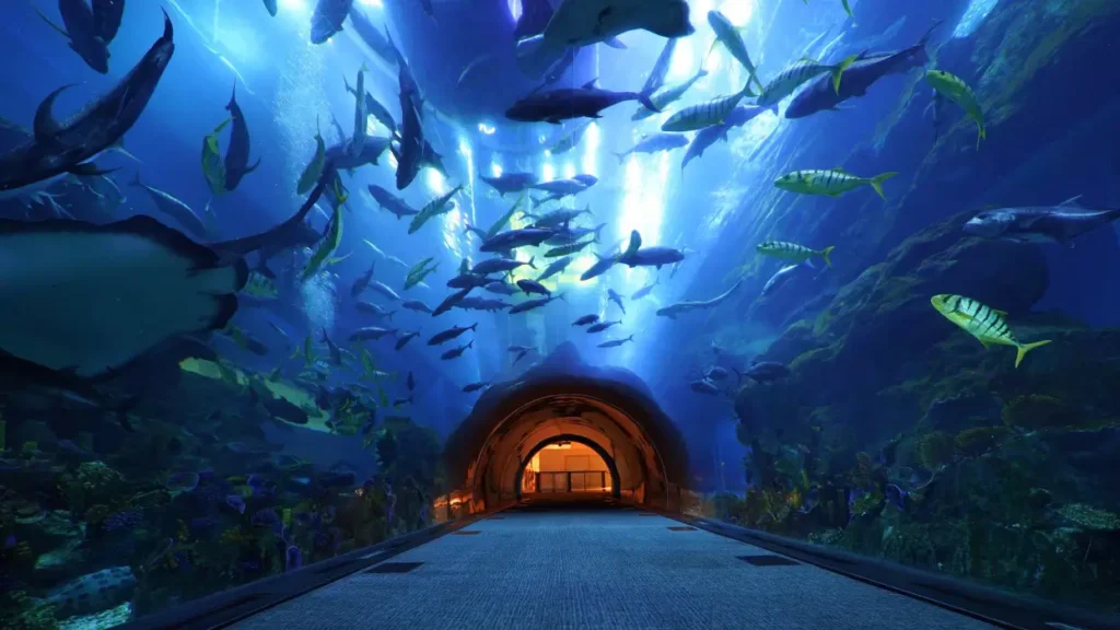 Dubai Aquarium & Underwater Zoo – Marine Wonder World