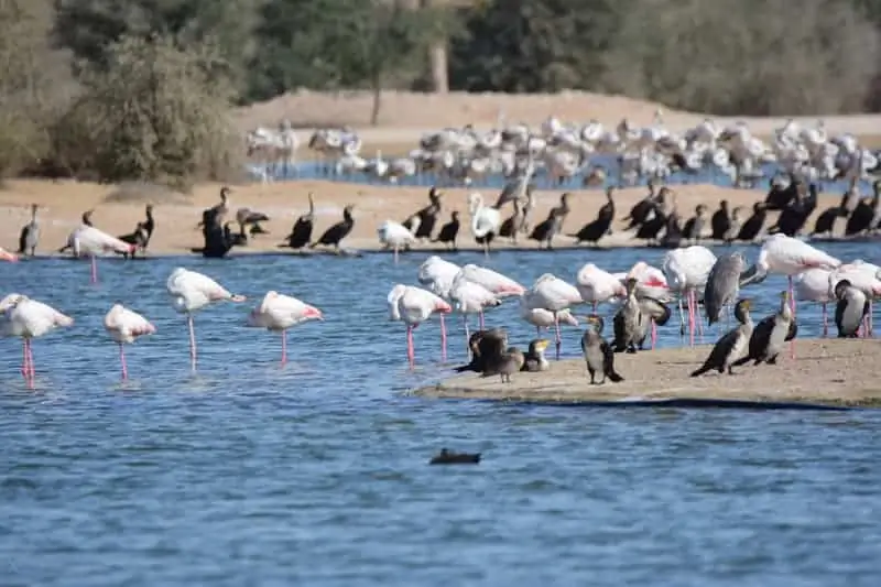 Relax and Walk Around Al Qudra Lake