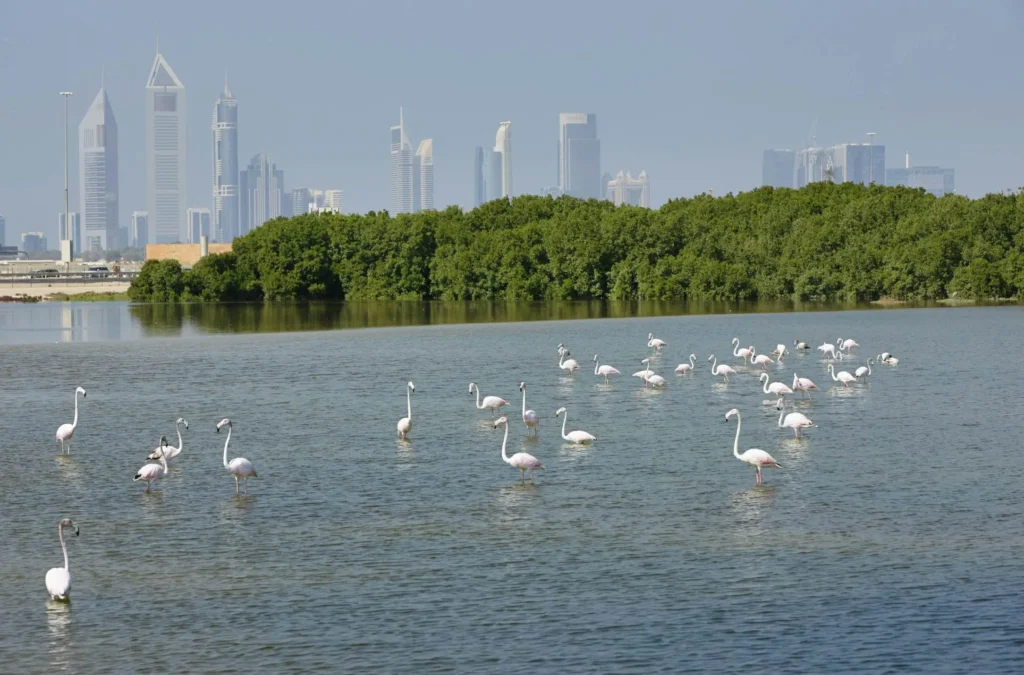 Visit Ras Al Khor Wildlife Sanctuary