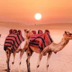 7 Unique Experience at Dubai Desert Safari
