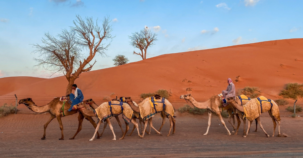 Camel Riding Safari