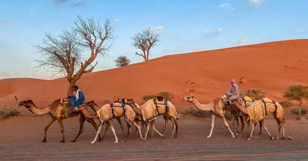 Camel Riding Safari