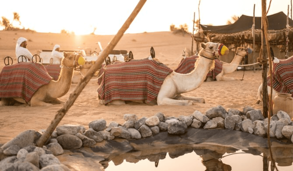 Embracing Bedouin Culture