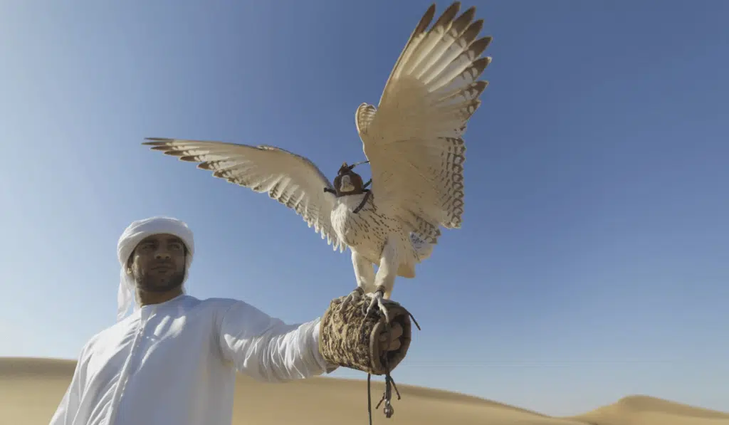Falconry The Art of Flying Falcons