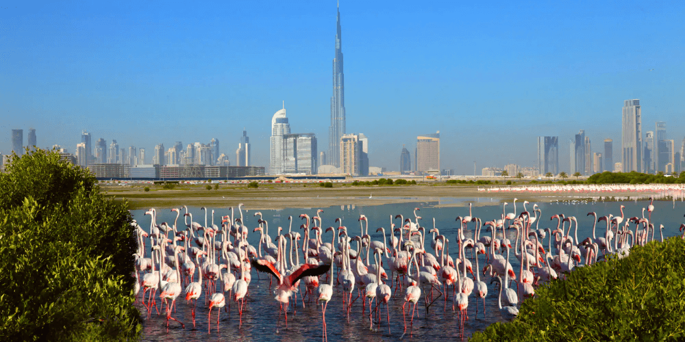 Look for Flamingos at Ras Al Khor Wildlife Sanctuary