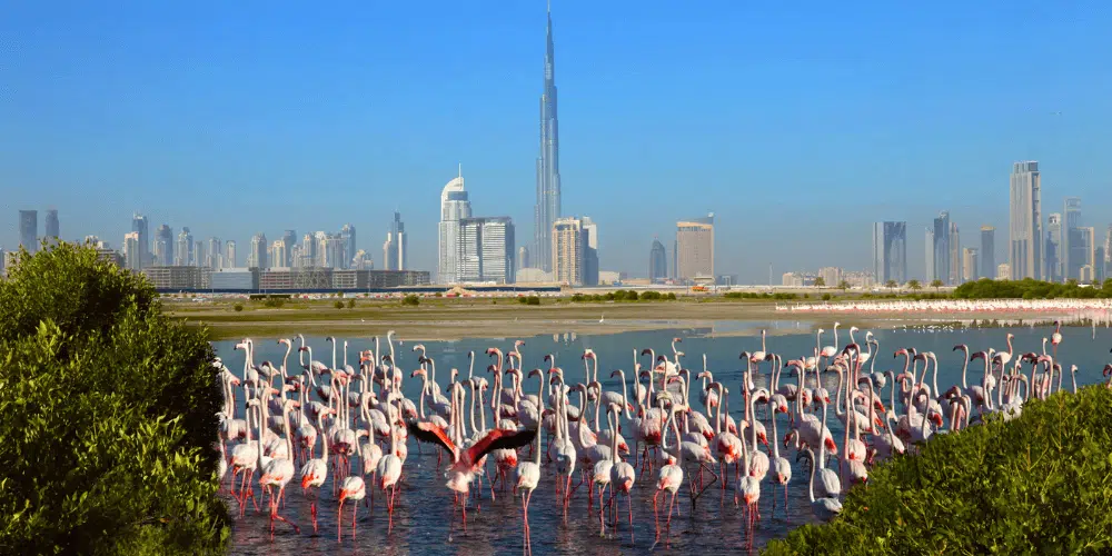 Look for Flamingos at Ras Al Khor Wildlife Sanctuary