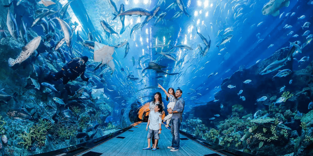 See Underwater Wildlife at Dubai Aquarium
