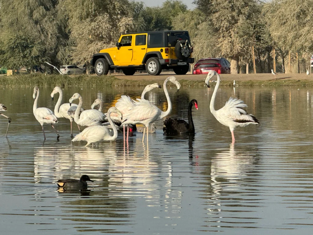 Al Qudra Lake Dubai Wildlife