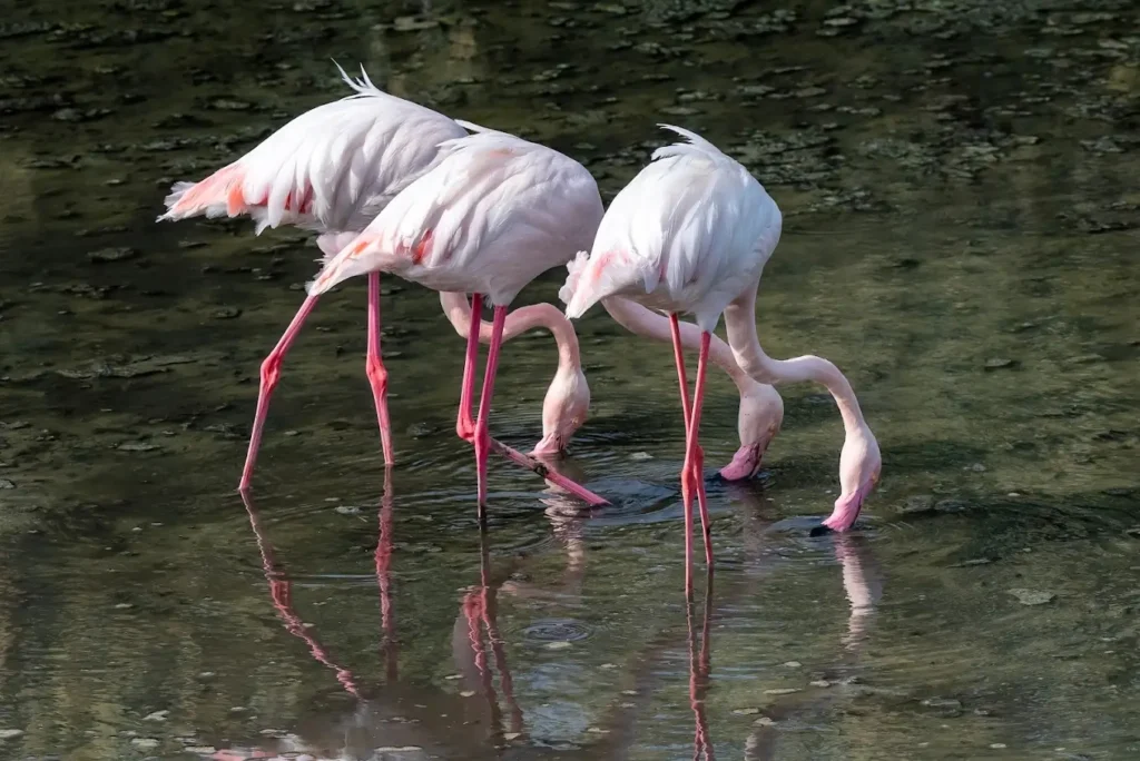 Al Wathba Wetland Reserve