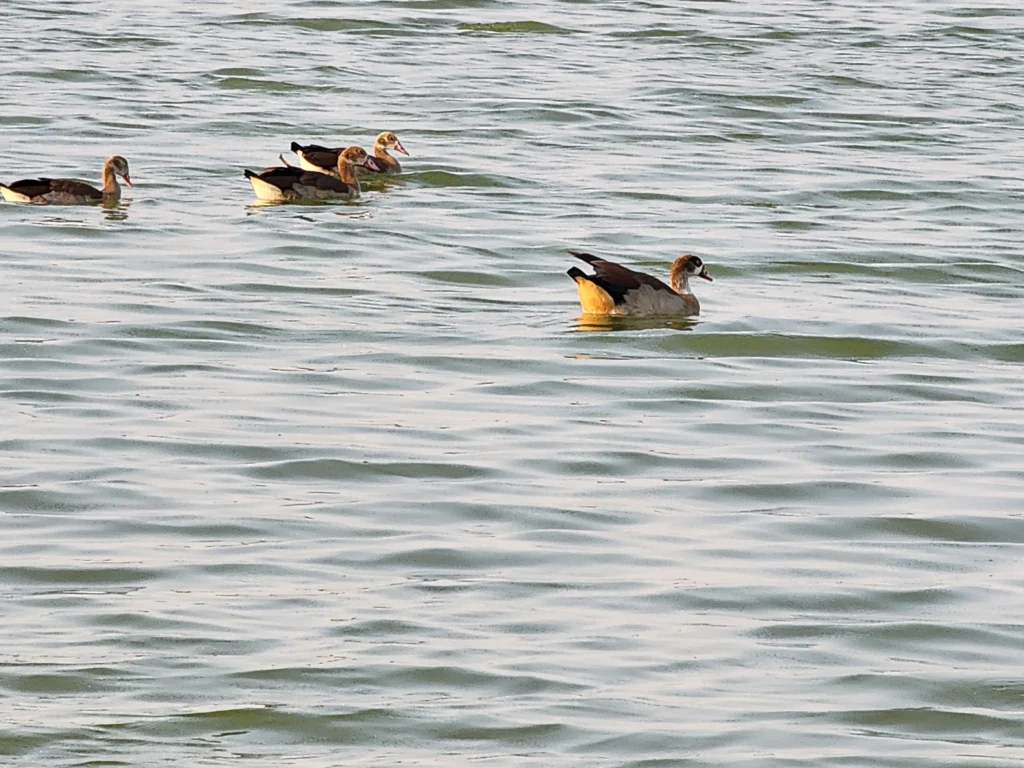 Expo 2020 Lake Dubai - Ducks