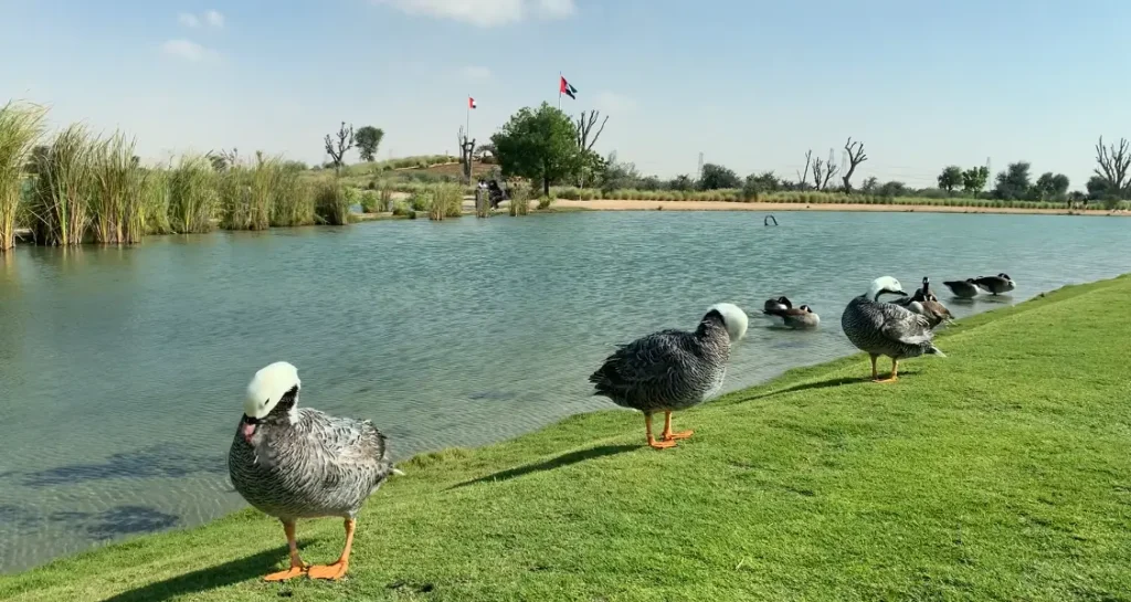 Love Lake Dubai - Al Qudra Lakes - Ducks