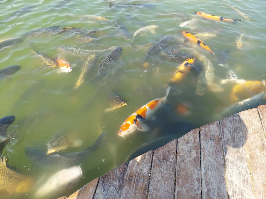 Love Lake Dubai - Al Qudra Lakes - Fishes