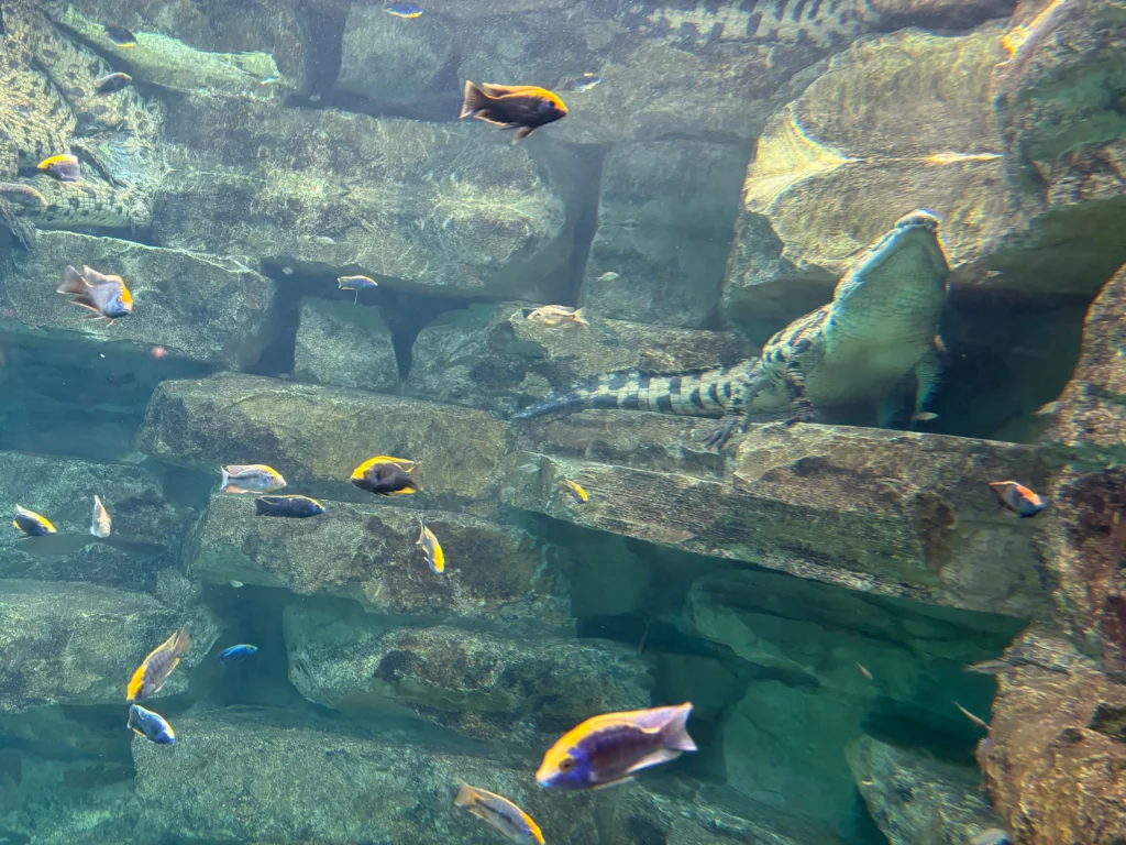 Dubai Crocodile Park Underwater Viewing Area