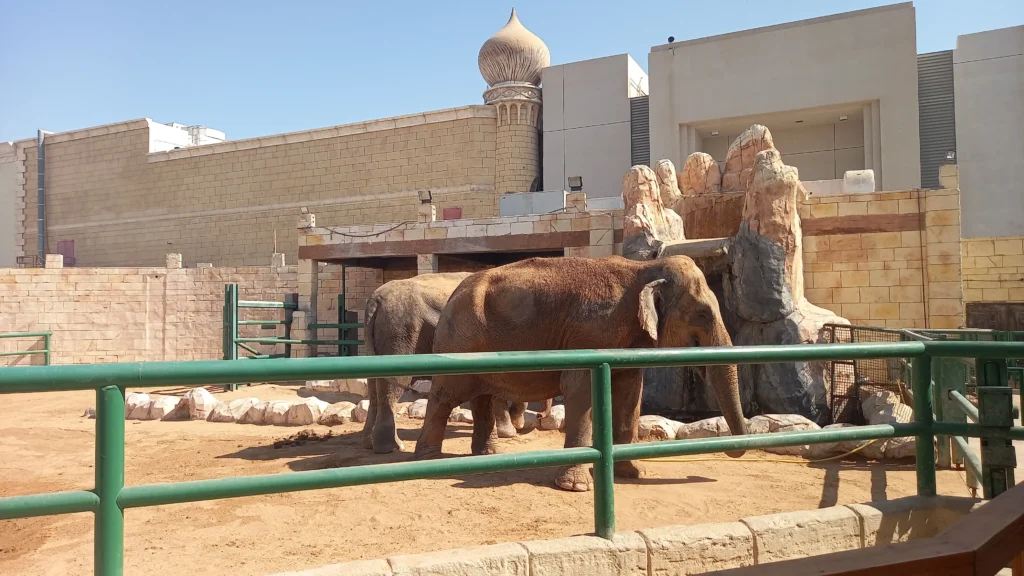 Emirates Park Zoo Elephant