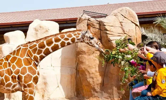 Emirates Park Zoo Giraffe Feeding