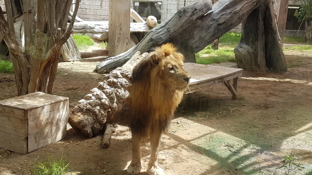 Emirates Park Zoo Lion