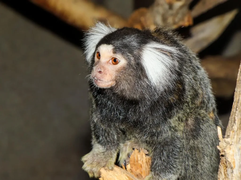 Emirates Park Zoo Monkey