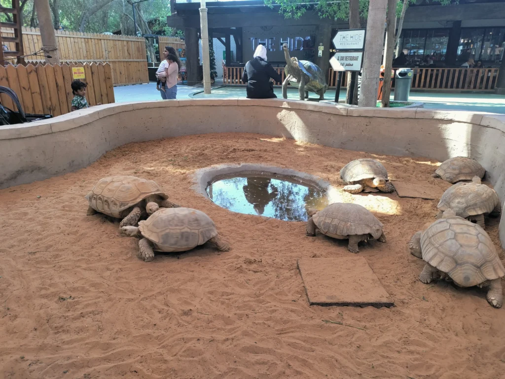 Emirates Park Zoo Turtles