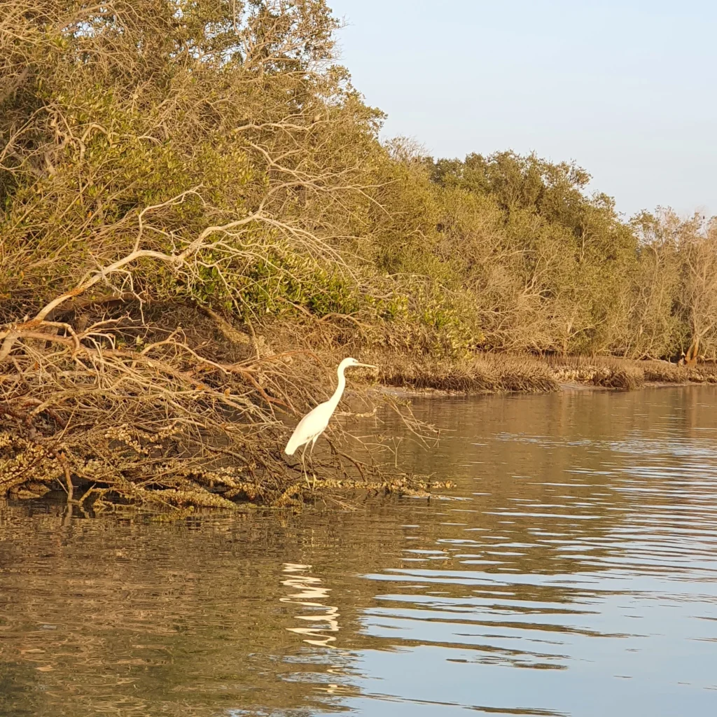 mangrove national park wildlife