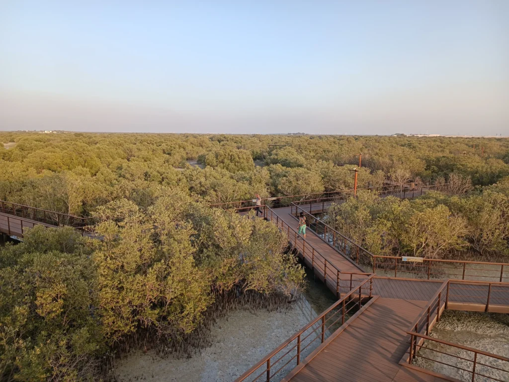 mangrove national park tours