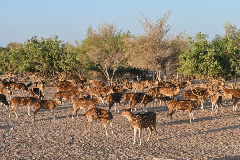 sir bani yas island wildlife safari