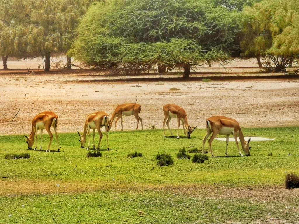 sir bani yas island information