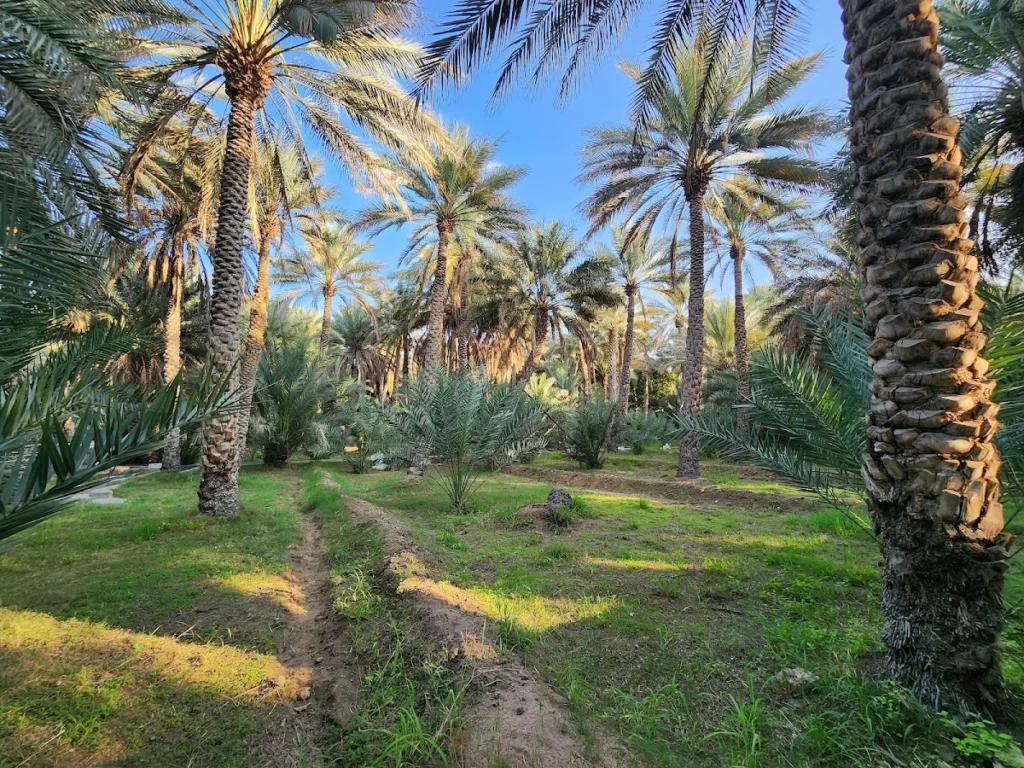 al ain oasis location