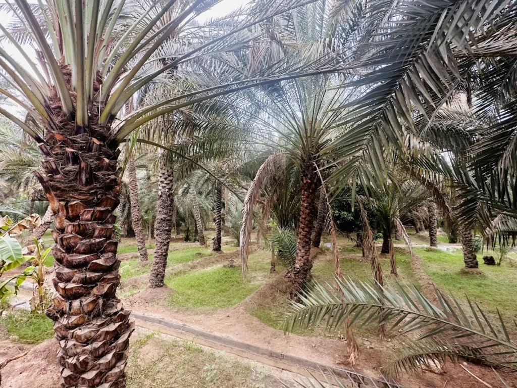 al ain oasis trees