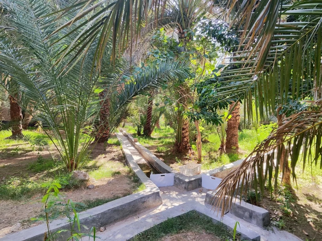 al ain oasis pictures