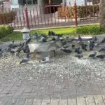 Al Muteena Park