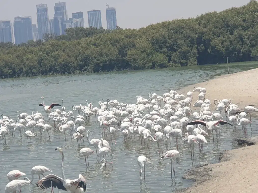Ras Al Khor Wildlife Sanctuary