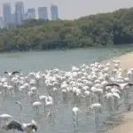 Ras Al Khor Wildlife Sanctuary