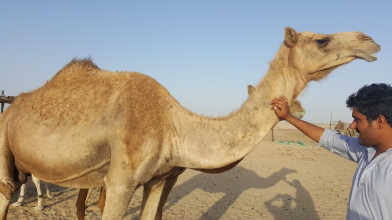 Family Desert Safari Dubai