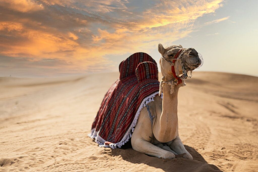Best season guide for experiencing the best desert safari in Dubai