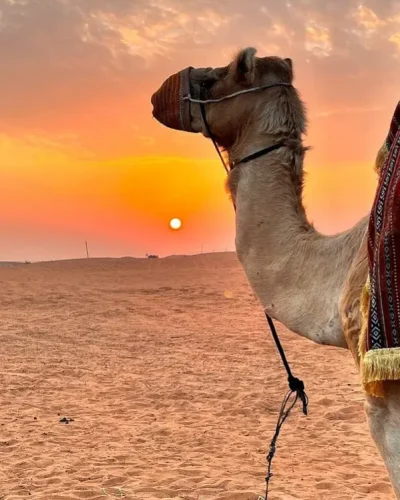 Camel RIde Dubai